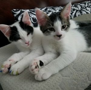 Meet your Posher, Darlene